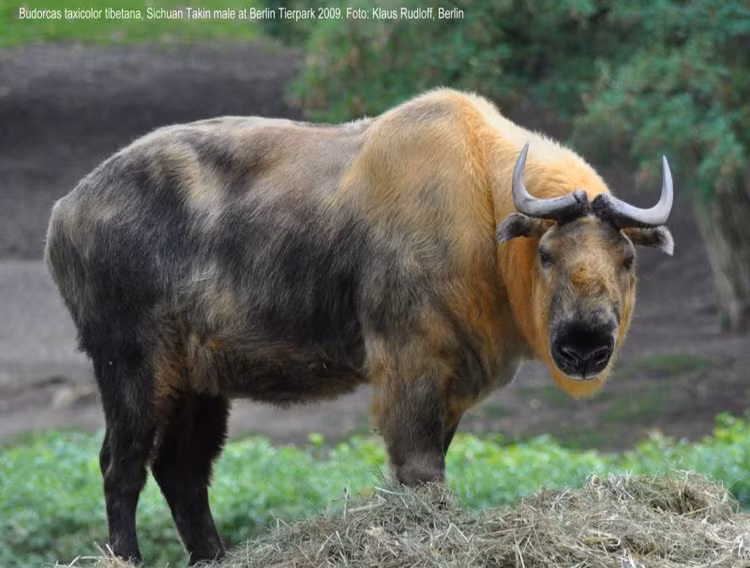 1. Ngoại hình của linh ngưu là sự pha trộn độc đáo. Chúng có thân hình như bò rừng, đầu giống dê và chiếc mũi lớn đặc trưng giúp làm ấm không khí trước khi vào phổi – thích nghi hoàn hảo với khí hậu lạnh giá. Ảnh: Pinterest.