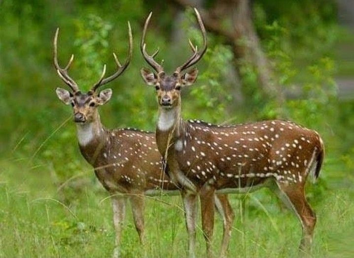 Không chỉ có chim. Ngoài chim, vườn quốc gia còn là nơi sinh sống của hươu sao, linh dương nilgai, lợn rừng, trăn, rùa và nhiều loài cá nước ngọt. Ảnh: Pinterest.