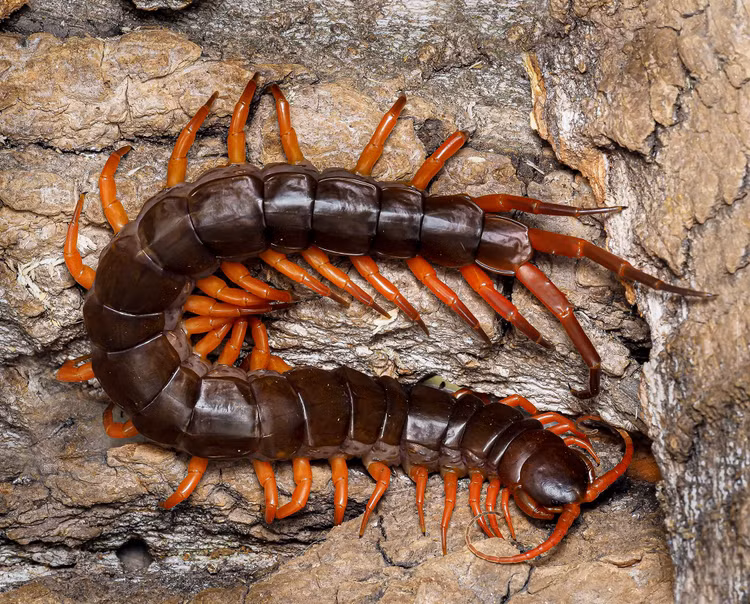 Khả năng tái tạo cơ thể đáng kinh ngạc. Nếu mất một vài đốt chân, loài rết này có thể tái tạo lại qua các lần lột xác. Ảnh: papaspiders.pl.