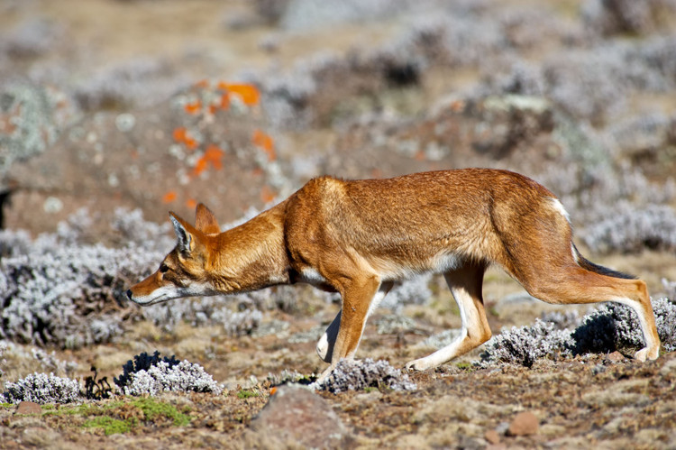 Đối mặt nguy cơ bệnh từ chó nhà. Các đợt bùng phát bệnh dại và virus care từ chó nuôi gần khu dân cư từng khiến nhiều bầy sói Ethiopia suy giảm nghiêm trọng. Công tác tiêm phòng cho chó nhà và bảo tồn hiện được các tổ chức quốc tế triển khai khẩn cấp để cứu loài này khỏi bờ tuyệt chủng. Ảnh: Pinterest.