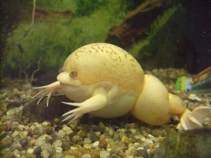 Không có lưỡi như hầu hết các loài ếch. Điểm khác biệt nổi bật nhất của các loài ếch không lưỡi (họ Pipidae) là chúng hoàn toàn không có lưỡi. Trong khi phần lớn ếch dùng lưỡi dính để bắt côn trùng, ếch không lưỡi phải sử dụng cách khác để kiếm ăn, chủ yếu là hút nước và thức ăn vào miệng bằng động tác mở miệng nhanh dưới nước. Ảnh: Pinterest.