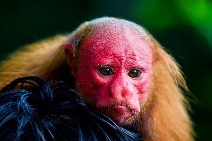 Đang bị đe dọa tuyệt chủng. Mất rừng và săn bắt khiến quần thể khỉ trọc uakari giảm mạnh, trở thành loài cần được bảo vệ khẩn cấp. Ảnh: Pinterest.