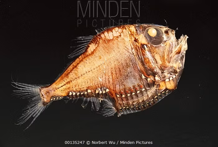 Phân bố rộng. Loài cá này có phạm vi phân bố rộng ở các vùng biển nhiệt đới và cận nhiệt đới Thái Bình Dương. Số lượng lớn và phân bố rộng khiến chúng trở thành mắt xích quan trọng trong chuỗi thức ăn đại dương. Ảnh: mindenpictures.com.