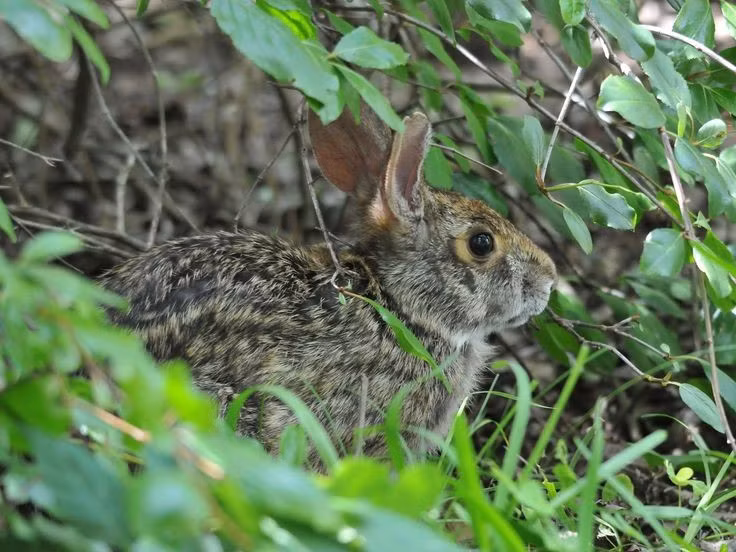 Thỏ giao tiếp bằng tai. Hướng và vị trí tai giúp chúng biểu lộ cảm xúc như cảnh giác, thư giãn hay tò mò, đồng thời giúp phát hiện nguy hiểm. Ảnh: Pinterest.