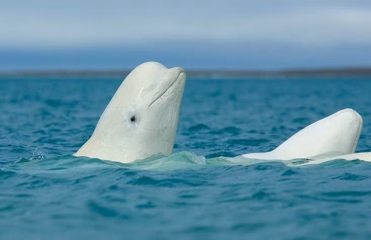 Cá voi trắng là loài có tính xã hội cao. Chúng sống theo đàn từ vài chục đến hàng trăm cá thể, luôn di chuyển cùng nhau. Ảnh: Pinterest.