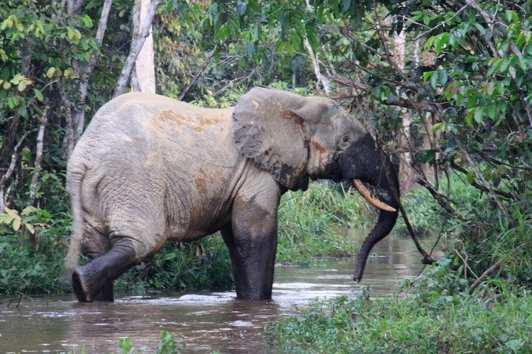 Là loài riêng biệt. Dù từng được xem là phân loài của voi đồng cỏ châu Phi, nghiên cứu ADN cho thấy chúng là loài riêng. Ảnh: Pinterest.