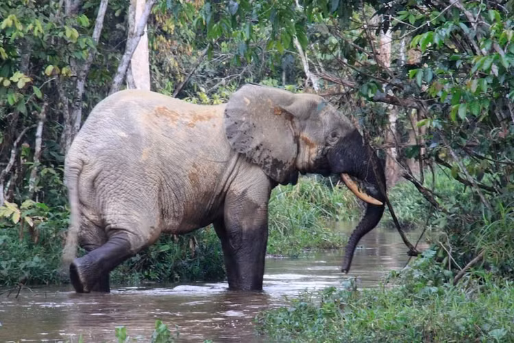 Là loài riêng biệt. Dù từng được xem là phân loài của voi đồng cỏ châu Phi, nghiên cứu ADN cho thấy chúng là loài riêng. Ảnh: Pinterest.