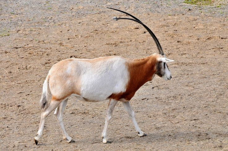 Nỗ lực tái thả vào tự nhiên. Nhiều chương trình bảo tồn quốc tế đang đưa linh dương sừng kiếm trở lại một số khu bảo tồn ở Chad và Niger. Ảnh: Pinterest.