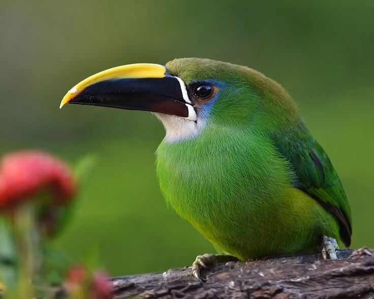 Chế độ ăn thiên về trái cây chín. Thức ăn chính của chúng là các loại quả rừng, đặc biệt là quả mọng, sung rừng, ngoài ra còn bổ sung côn trùng nhỏ, thằn lằn và trứng chim để cân bằng dinh dưỡng. Ảnh: Pinterest.