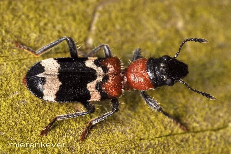 Có màu sắc cảnh báo nổi bật. Những khoang đỏ và đen trên cánh cứng của bọ kiến không chỉ để trang trí. Đây là dạng màu sắc cảnh báo trong tự nhiên, báo hiệu với kẻ săn mồi rằng chúng có vị khó ăn hoặc có khả năng tự vệ nhất định. Điều này giúp chúng giảm nguy cơ bị các loài chim hoặc côn trùng khác tấn công. Ảnh: waarneming.nl.