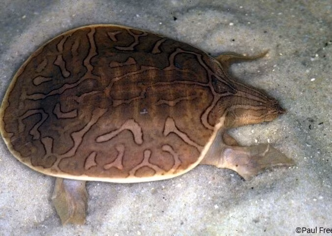 Là những “vận động viên bơi lội”. Nhờ mai mỏng và cơ thể dẹt, rùa mai mềm bơi nhanh hơn nhiều loài rùa khác. Chân của chúng có màng bơi rộng và móng sắc, giúp chúng vừa bơi nhanh vừa đào cát để ẩn nấp dưới đáy sông hồ chỉ trong vài giây. Ảnh: Pinterest.