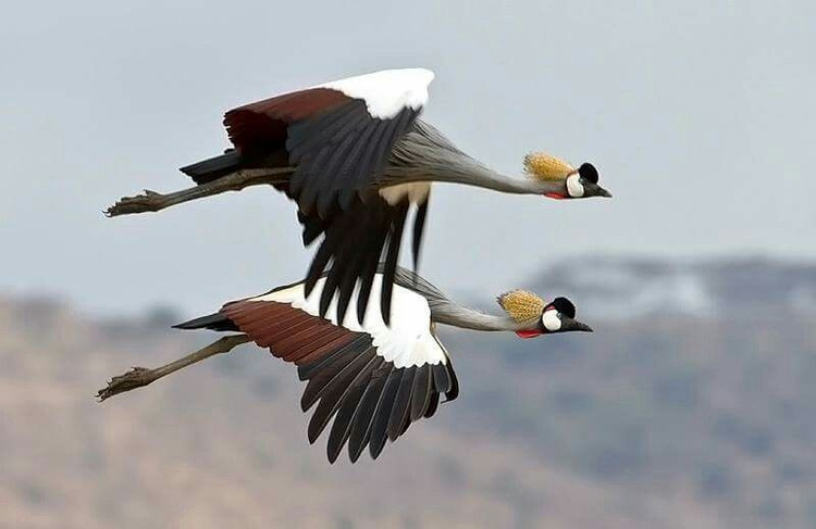 Đang bị đe dọa do mất môi trường sống. Việc đầm lầy bị thu hẹp khiến số lượng cá thể sếu vương miện xám giảm dần qua từng thập kỷ. Ảnh: Pinterest.