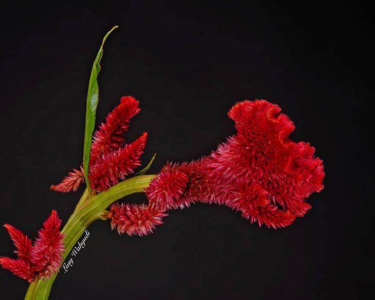 Là loài cây dễ trồng và thích nghi tốt. Cây mồng gà sinh trưởng nhanh, chịu hạn khá và không kén đất, phù hợp trồng ở vườn nhà, công viên hay dải phân cách đô thị. Ảnh: Pinterest.