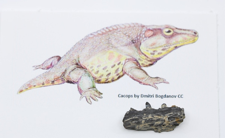 Sống chủ yếu trên cạn. Mặc dù là lưỡng cư, Cacops thích nghi nhiều hơn với đời sống trên cạn, chỉ quay lại môi trường nước khi sinh sản. Ảnh: ebayimg.com.