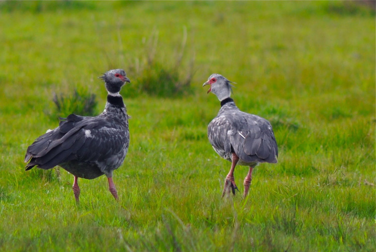 Chúng chủ yếu ăn thực vật chứ không săn mồi. Khẩu phần của ngỗng hạc mào gồm cỏ, hạt, chồi non và thực vật thủy sinh, khiến chúng khác biệt với nhiều loài chim nước thiên về ăn cá hoặc động vật không xương sống. Ảnh: Pinterest.