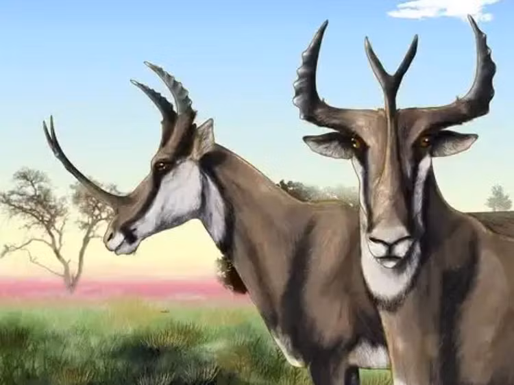 Chỉ con đực mới có sừng. Các nghiên cứu hóa thạch cho thấy sừng chỉ xuất hiện ở cá thể đực, nhiều khả năng dùng để tranh giành bạn tình. Ảnh: Pinterest.