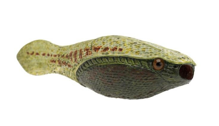 Sống cách đây hơn 450 triệu năm. Chúng tồn tại trong thời kỳ Ordovic giữa, rất lâu trước thời khủng long. Ảnh: Pinterest.