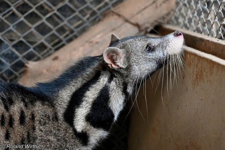 8. Tình trạng bảo tồn đang ở mức đáng lo ngại. Loài này được liệt kê là Sắp Nguy cấp trong Sách Đỏ IUCN, do mất môi trường sống và bị săn bắt làm thịt hoặc lấy tuyến xạ. Ảnh: Pinterest.