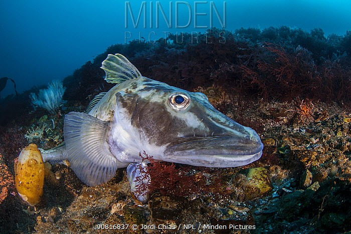 Cách vận chuyển oxy độc đáo. Thay vì dựa vào hemoglobin, cá băng hấp thụ oxy trực tiếp qua huyết tương và da, nhờ nồng độ oxy hòa tan trong nước lạnh Nam Cực rất cao. Ảnh: mindenpictures.com.