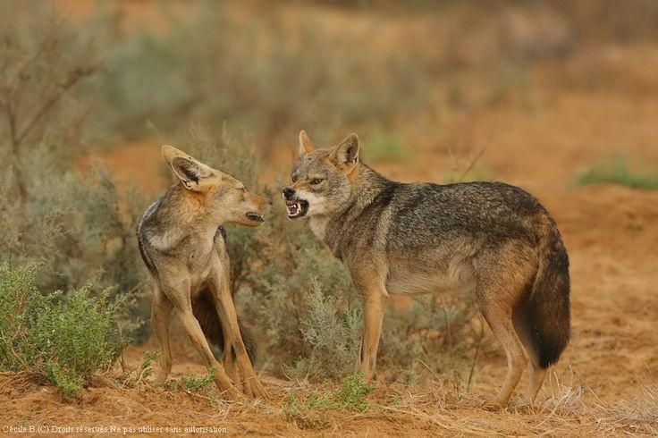 2. Có tập tính sống theo cặp hoặc nhóm nhỏ. Không giống như sói sống theo bầy lớn, chó rừng thường hoạt động theo cặp vợ chồng hoặc nhóm gia đình nhỏ, giúp tăng hiệu quả săn mồi và bảo vệ lãnh thổ. Ảnh: Pinterest.