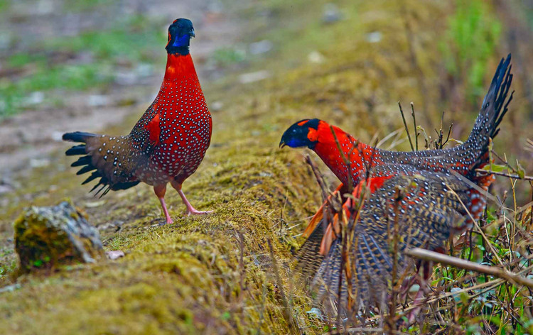 Sống ở độ nơi lạnh giá. Loài gà hoang dã này thường phân bố ở độ cao 2.000–4.000 mét trong dãy Himalaya, thích nghi tốt với khí hậu lạnh và địa hình hiểm trở. Ảnh: cloudinary.com.