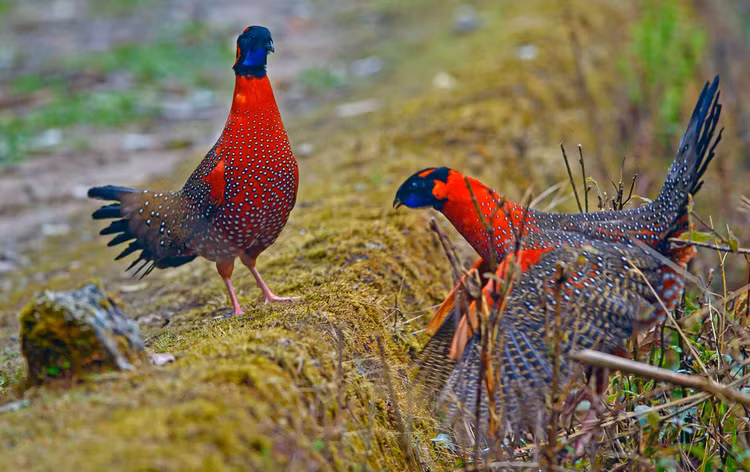 Sống ở độ nơi lạnh giá. Loài gà hoang dã này thường phân bố ở độ cao 2.000–4.000 mét trong dãy Himalaya, thích nghi tốt với khí hậu lạnh và địa hình hiểm trở. Ảnh: cloudinary.com.