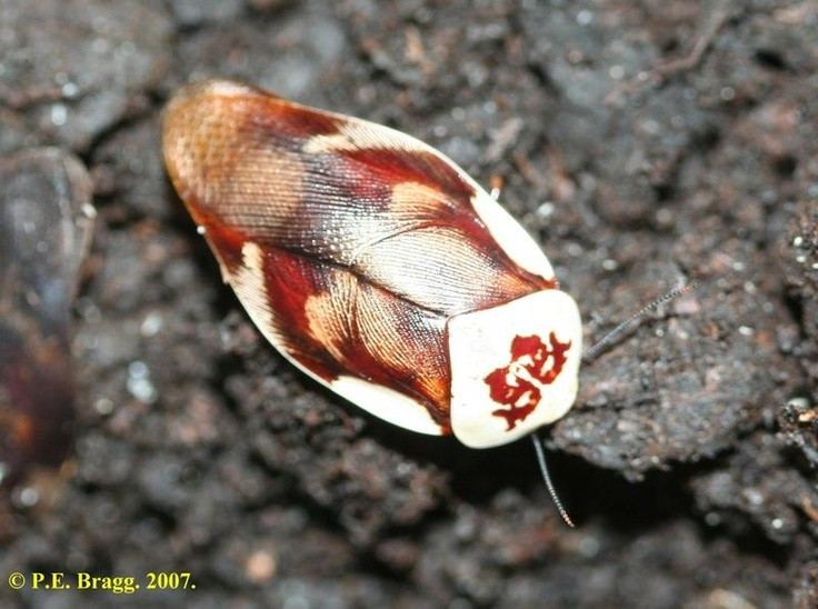 Khả năng kháng thuốc mạnh mẽ. Gián nổi tiếng với khả năng nhanh chóng phát triển tính kháng thuốc diệt côn trùng. Nhờ vòng đời ngắn và số lượng sinh sản lớn, các đột biến có lợi được duy trì qua nhiều thế hệ, khiến việc kiểm soát chúng ngày càng khó khăn trong môi trường đô thị. Ảnh: Pinterest.