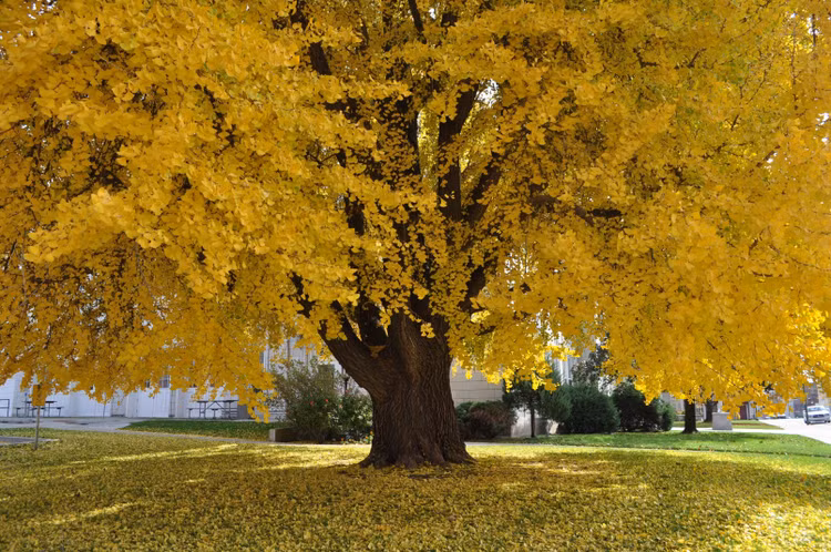 Có khả năng sống rất lâu. Nhiều cây bạch quả có thể sống hơn một nghìn năm. Một số cây cổ thụ trong các ngôi chùa ở Trung Quốc và Nhật Bản được cho là đã tồn tại hơn 1.500 năm, trở thành biểu tượng của sự trường thọ và bền bỉ. Ảnh: Pinterest.