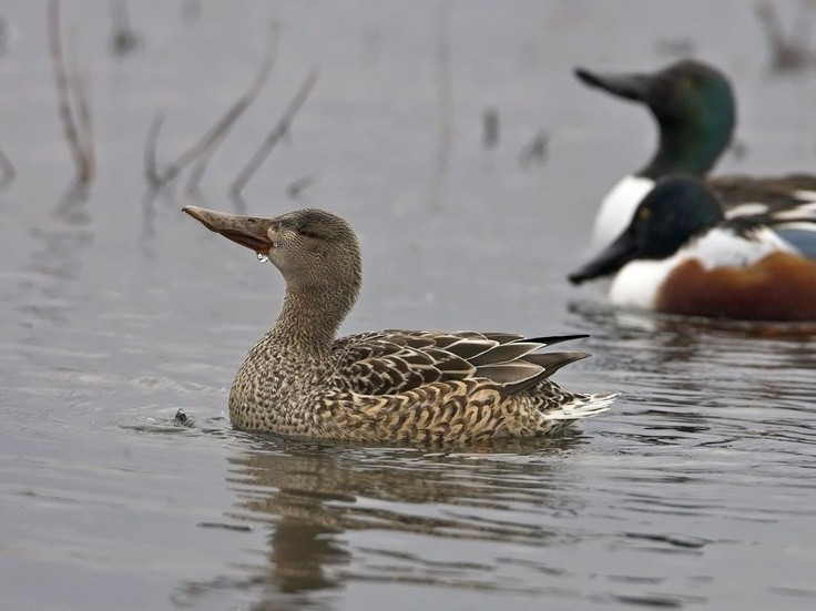 4. Thường kiếm ăn bằng cách bơi thành vòng tròn. Các cá thể có thể bơi vòng quanh nhau theo nhóm để khuấy động lớp trầm tích dưới đáy nước, tạo điều kiện lọc thức ăn dễ dàng hơn. Ảnh: Pinterest.