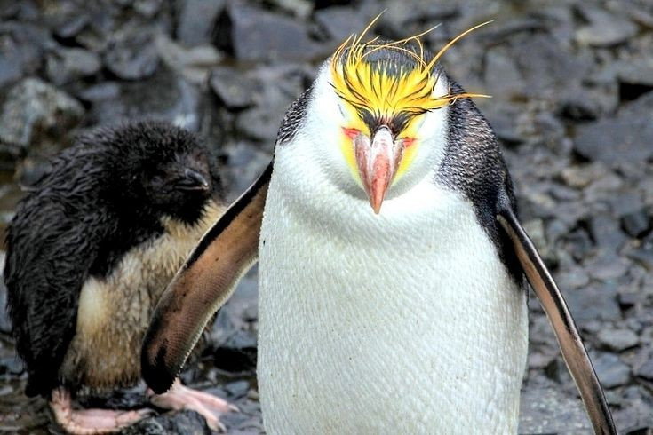 Cả bố và mẹ cùng chăm sóc trứng. Trong mùa sinh sản, chim cánh cụt hoàng gia thường chỉ đẻ một quả trứng. Cặp bố mẹ thay phiên nhau ấp trứng và kiếm ăn ngoài biển. Sự phối hợp này giúp đảm bảo trứng luôn được giữ ấm trong điều kiện gió lạnh khắc nghiệt của vùng cận Nam Cực. Ảnh: Pinterest.