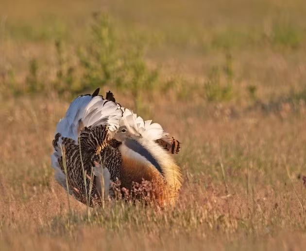 Vũ điệu tán tỉnh ngoạn mục. Chim ô tác trống thực hiện những màn trình diễn phô trương lông và cơ thể cực kỳ ấn tượng để thu hút bạn tình, đôi khi kéo dài hàng giờ giữa đồng cỏ trống trải. Ảnh: Pinterest.