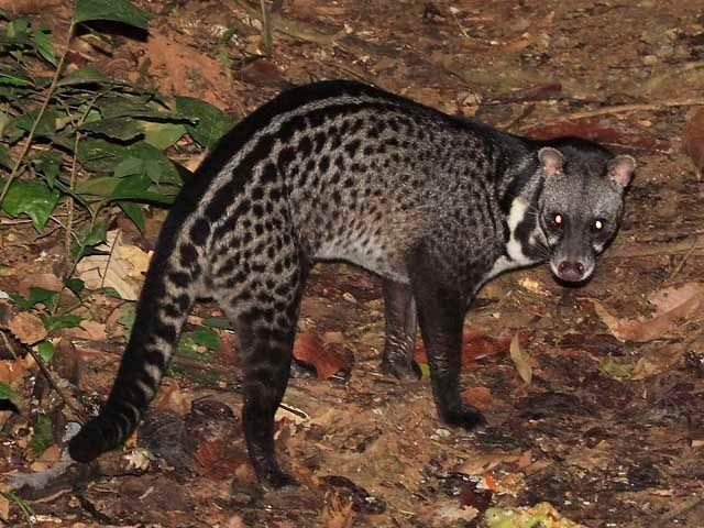 7. Cầy giông sọc có vai trò sinh thái quan trọng. Với vai trò là động vật ăn tạp và săn mồi bậc trung, chúng góp phần kiểm soát quần thể côn trùng và loài gặm nhấm trong rừng. Ảnh: Pinterest.