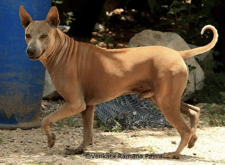 5. Trí thông minh vượt trội. Chó Phú Quốc học lệnh nhanh, dễ huấn luyện và có khả năng ghi nhớ đường đi tuyệt vời. Ảnh: Pinterest.