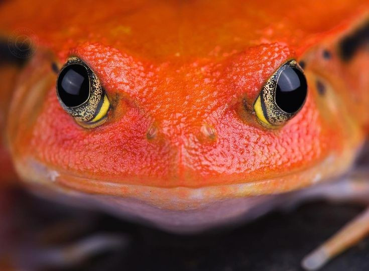 Tiết ra chất nhầy độc nhẹ. Khi bị đe dọa, ếch cà chua tiết ra lớp chất nhầy trắng dính, có thể gây kích ứng niêm mạc miệng và mắt của động vật săn mồi, đủ để khiến chúng phải nhả con mồi ra. Ảnh: Pinterest.