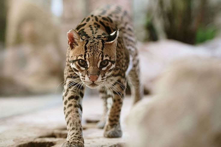 Phân bố rộng khắp châu Mỹ. Ocelot sinh sống từ miền nam Hoa Kỳ đến Argentina, chủ yếu trong các khu rừng rậm và vùng đầm lầy nhiệt đới. Ảnh: Pinterest.