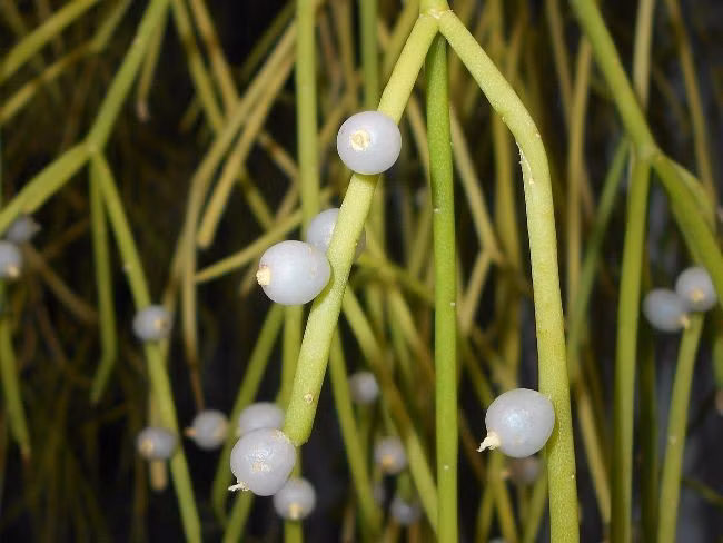 Quả giống hạt trân châu. Quả của loài này có màu trắng trong hoặc hơi hồng, trông như những viên ngọc nhỏ, và chính là nguồn gốc của tên “baccifera” (mang quả mọng). Ảnh: Pinterest.