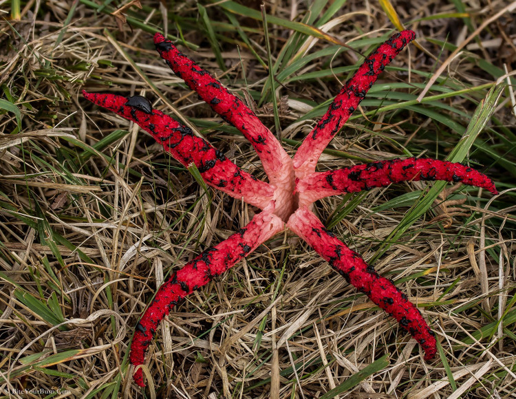 Hình dạng như xúc tu quái vật. Khi trưởng thành, nấm mở ra bốn đến tám “ngón” đỏ tươi, trông như bàn tay máu, vươn lên từ mặt đất. Ảnh: Pinterest.