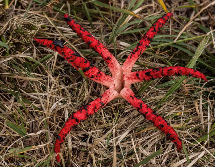Hình dạng như xúc tu quái vật. Khi trưởng thành, nấm mở ra bốn đến tám “ngón” đỏ tươi, trông như bàn tay máu, vươn lên từ mặt đất. Ảnh: Pinterest.