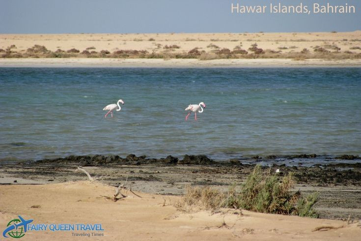 Khu vực đất ngập nước rộng lớn. Các bãi triều, đầm phá và cồn cát tạo nên môi trường sống lý tưởng cho nhiều loài sinh vật thích nghi với điều kiện khắc nghiệt. Ảnh: Pinterest.