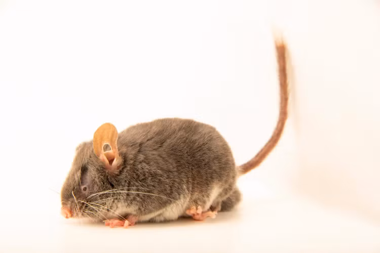 2. Là loài đặc hữu hiếm gặp ở Đông Nam Á. Chúng được tìm thấy chủ yếu tại các khu rừng trên núiở Trung Quốc, Việt Nam và Lào, với phạm vi phân bố rất hạn chế. Ảnh: joelsartore.com.