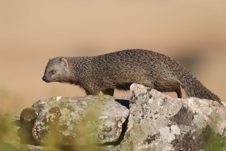 Giao tiếp bằng âm thanh và mùi hương. Cầy lỏn sử dụng nhiều loại tiếng kêu khác nhau để báo động, gọi bầy hoặc giao tiếp xã hội. Ngoài ra, chúng còn đánh dấu lãnh thổ bằng tuyến mùi, giúp duy trì trật tự và nhận diện cá thể trong nhóm. Ảnh: Pinterest.