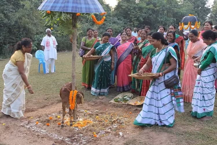 Truyền thống gắn bó với rừng và nông nghiệp. Trong lịch sử, người Santal sinh sống chủ yếu bằng nông nghiệp, săn bắt và khai thác tài nguyên rừng. Các ngôi làng của họ thường nằm gần rừng hoặc vùng đồi thấp, nơi họ trồng lúa, kê và nhiều loại cây lương thực khác. Ảnh: Pinterest.