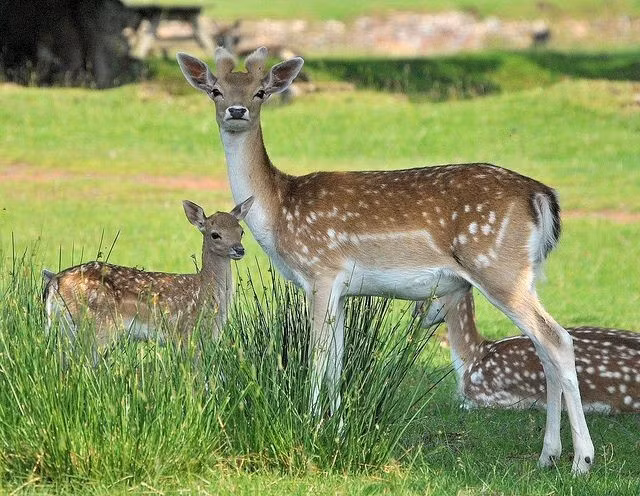 4. Là loài ăn cỏ hiền lành, có khả năng thích nghi cao. Thức ăn của hươu sao chủ yếu là cỏ, lá non, chồi cây, đôi khi cả nấm và vỏ cây, giúp chúng thích nghi tốt với nhiều kiểu rừng từ rụng lá đến thường xanh. Ảnh: Pinterest.