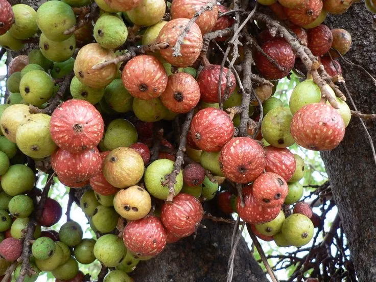 Ý nghĩa văn hóa và tâm linh. Trong nhiều nền văn hóa châu Á, cây sung tượng trưng cho sự sung túc, đủ đầy và thường được trồng gần nhà như một biểu tượng may mắn. Ảnh: Pinterest.