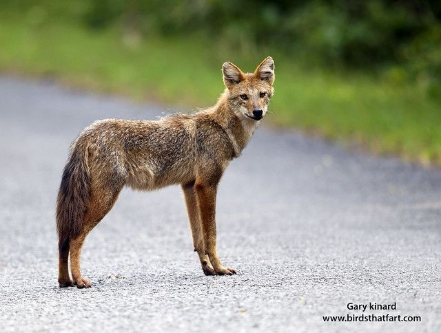 8. Đang bị đe dọa do mất môi trường sống và xung đột với con người. Dù vẫn phổ biến ở một số khu vực, chó rừng đang chịu áp lực từ nạn phá rừng, săn bắt và mâu thuẫn với người dân do chúng đôi khi tấn công gia súc nhỏ. Ảnh: Pinterest.