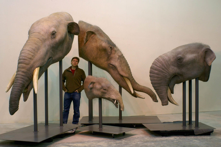 Góp phần giải mã lịch sử tiến hóa của voi. Nghiên cứu về Phiomia giúp các nhà khoa học hiểu rõ hơn cách các loài voi phát triển từ những dạng nguyên thủy đến hình thái hiện đại. Ảnh: Pinterest.