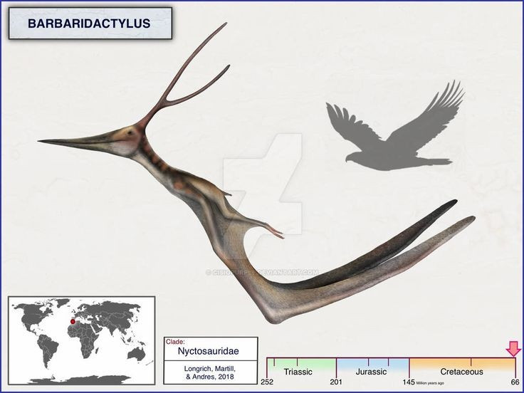 Ăn cá và sinh vật biển. Chúng sải cánh lướt trên mặt nước để kiếm mồi. Ảnh: Pinterest.