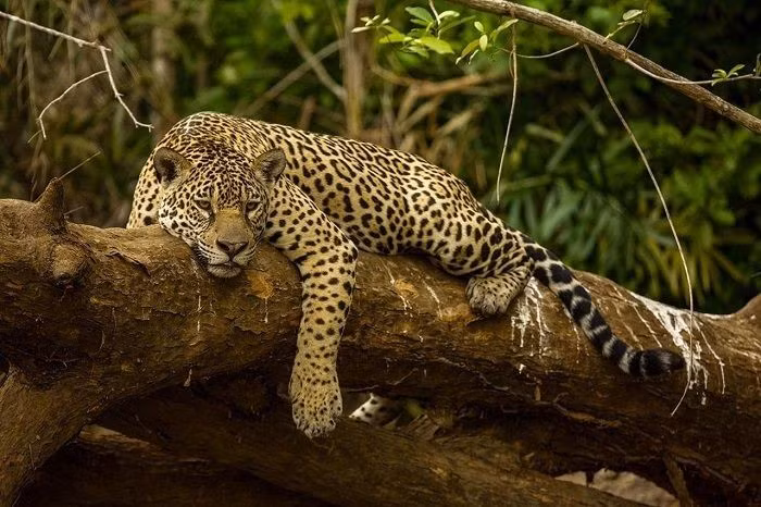 Darién là nơi trú ngụ của nhiều loài vật quý hiếm. Bao gồm báo đốm, đại bàng Harpy, và nhiều loài khỉ chỉ có ở Trung Mỹ. Ảnh: Pinterest.