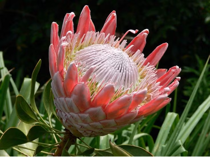 Hình dáng giống vương miện. Các cánh hoa cứng cáp, xếp lớp tạo thành hình dạng như một chiếc vương miện, chính vì thế mà nó được gọi là “hoa hoàng đế”. Ảnh: Pinterest.