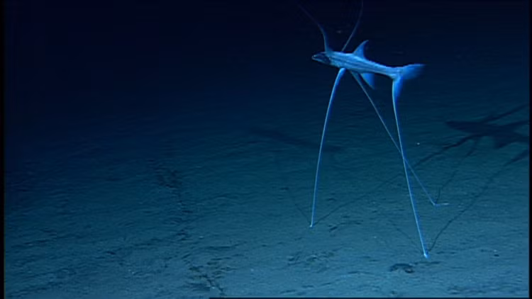 Cơ thể nhẹ và xương mảnh. Để tiết kiệm năng lượng trong môi trường nghèo dinh dưỡng, Bathypterois longifilis có cơ bắp không quá phát triển và bộ xương tương đối mảnh. Cấu trúc này giúp chúng duy trì tư thế đứng lâu mà không tiêu hao nhiều năng lượng. Ảnh: twimg.com.